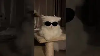 his smile in last💗💗💗#cat #catlover #petlover #pet #catvideos #smile #cute
