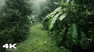 Rain and Thunder Sounds for  Relaxation| Thunderstorm Sound Effect with Rain | ASMR Sounds - No Ads