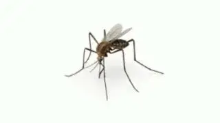 mosquito battle