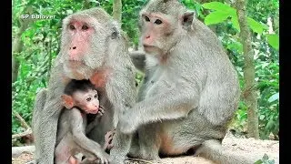 Amara Cute Baby Monkey Connie Visit Her
