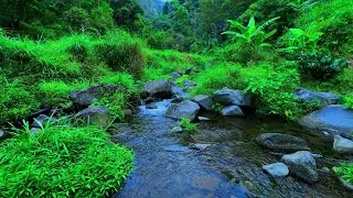 Mountain Stream Flowing. Gentle Water Sounds. Relaxing Nature Ambience for Deep Sleep
