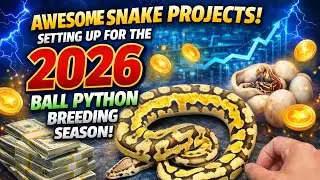 This Year Is HUGE for My Ball Python Collection