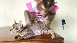 Dr. LYLY Grooming Private Areea for Poor Kitty Enchanting Scene