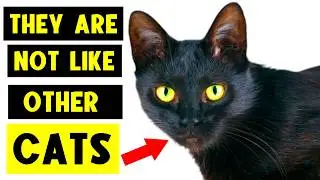 Think You Know BLACK CATS? 9 Facts That Prove You WRONG 🐈&zwj;⬛😱