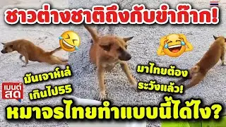 ชาวต่างชาติถึงกับขำก๊าก! หมาจรไทยเจ้าเล่ห์เกินไปทำแบบนี้ได้ไง? คอมเมนต์ต่างชาติ