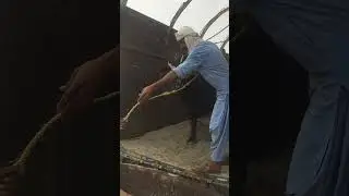 Heavy Cow Unloading 2023 Bakra Eid Qurbani cow Video 2023 #shorts