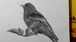 How to make a Bird || Easy Bird drawing || NewLeaves Art
