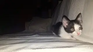What kittens do at night