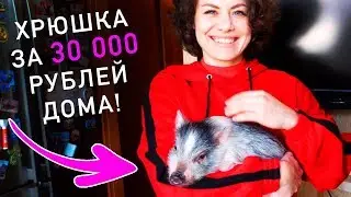 ПОКУПАЕМ МИНИ ПИГА! ПОРОСЕНОК ЗА 30 000 РУБЛЕЙ ЖИВЕТ ДОМА - НЕОБЫЧНЫЕ ДОМАШНИЕ ЖИВОТНЫЕ