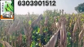 MY SEEDS PVT LTD COMPANY MAIZE SUPER 6.      6303901512. KONCHIGARI. VILLAGE