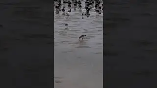 Red Knots at Fort de Soto, Florida.