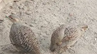 dakhni teeter pair feeding,gray francolin bird pair season