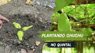 PLANTANDO CHUCHU NO QUINTAL DE CASA
