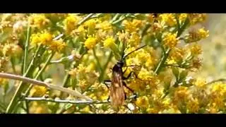 Tarantula Hawks (Pepsid Wasp) 600fps slow motion close-up fly-off V06227