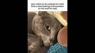 POV: when your so cooked on a test.. #cat #cattie #moderncat