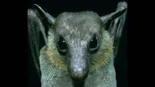 How do Bats Pollinate Durians?