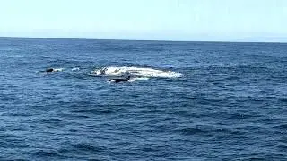 Rate battle between Killer Whales and a Gray Whale mother/calf pair
