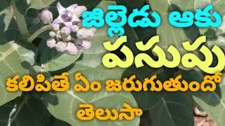 Jilledu chettu mahima|madar tree|calotropis benefits