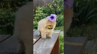 &ldquo;Animals With Jobs?!😳 You Won&rsquo;t Believe #4!&rdquo;🤯  #shorts #job #corporate #animals