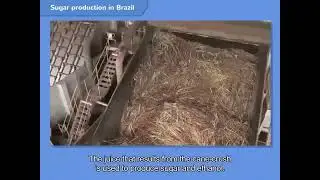 Icumsa 45 & IC 600 - 1200 Sugar Production in Brazil