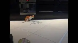 FUNNY Ginger Cat Playing with the String