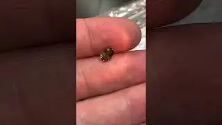 Александрит, похоже новая цена опять  #александрит  #ювелирка