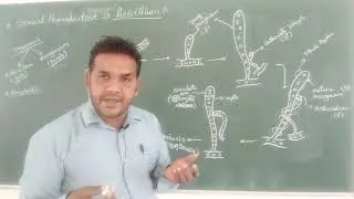 B.Sc.1 (Botany) sexual reproduction in Penicillium