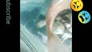 Turtle with eligator gar..||red ear slider attack at eligator gar.||