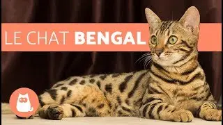 Le Chat Bengal - caract&eacute;ristiques et caract&egrave;re