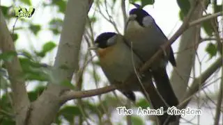 Birds in Rainforest - tropisch regenwoud #02