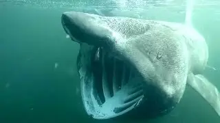 Basking sharks swimming in Scotland all year round