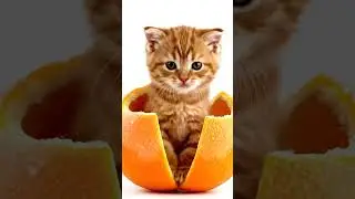 🟠 ASMR Knife Slicing Orange 🍊 | Crisp Citrus Crunch Sounds