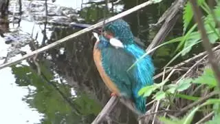 Kingfisher at local beauty spot, Cheshire Lines.
