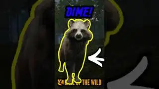 Я нашла собаку породы алмазный енот! 😮 - Зов дикой природы #cotw #охота
