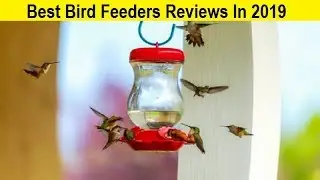 Top 3 Best Bird Feeders Reviews In 2020