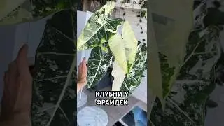 КЛУБНИ МОЕГО ФРАЙДЕКА ГОТОВЫ К ПРОДАЖЕ!😋 ССЫЛКА ПОД ВИДЕО↙️ #алоказия #фрайдек #клубни #растения