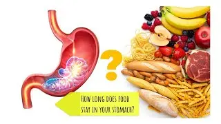 How long does food stay in your stomach?