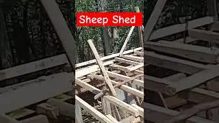 making sheep shed #sheeps #sheepskashmir #kashmirisheeps