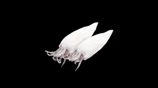 Squid | cuttlefish | flower |cutting skill#short
