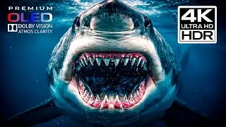 THE OCEAN’S DEADLIEST — Great White Sharks in Documentary 4K Ultra HD | Dolby Vision OLED (TV Demo)