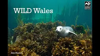 Wild Wales Wildlife Adventures - Skokholm Island