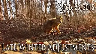 Midwest Whitetail | Trapping Coyotes and Property Maintenance