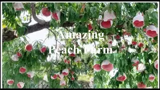 Amazing Japanese Peach Farm/Visiting for the first time #farm #gardening #japan #japanesefood #peach
