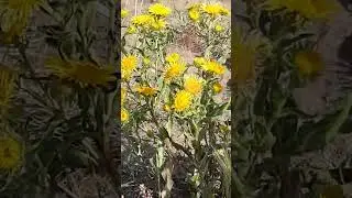 Крупный кустик Пентанемы британской / A large bush of British Pentanema