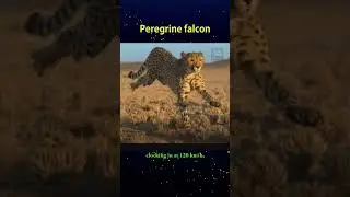 Peregrine falcon - Birds that hunt by 