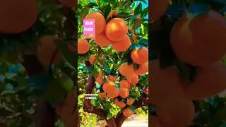 Amazing tropical exotic fruits farming 😍🍎🍑🍊🍓🍐🍏😋#exoticfruitplants #tropicalfruits #rarefruits#shorts