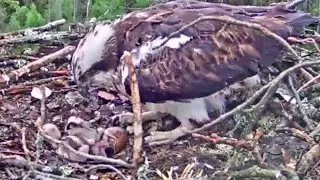 Kalakotkas 2~ Osprey chick #3  hatching progress~4:55 am /5:06 am 2021/05/26