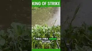Hujan-hujan mancing, eh dapet dua ikan imut sekaligus! #MancingHujan #IkanLucu