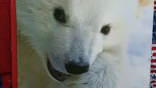 Kali's Story: An Orphaned Polar Bear Rescue