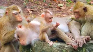 It's super day of beautiful monkeys reunion their team and kids